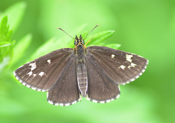 Kreis Oranienburg, Brandenburg 26.06.2011, Heteropterus morpheus
