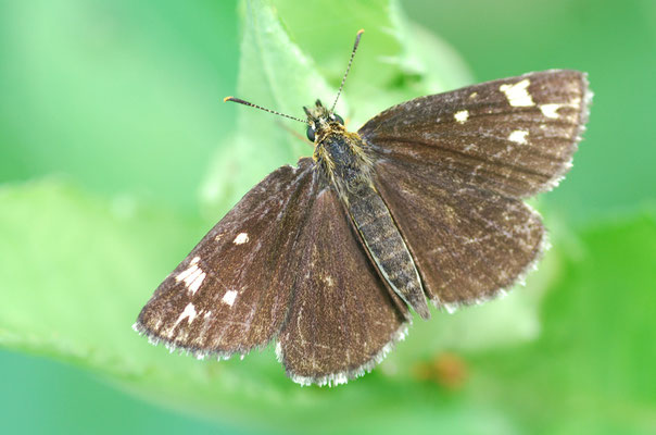 Stettiner Haff, MV 01.08.2010, Heteropterus morpheus