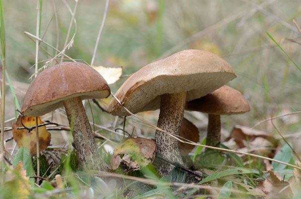 Lamsfeld, Brandenburg 13.09.2014, Birkenpilz