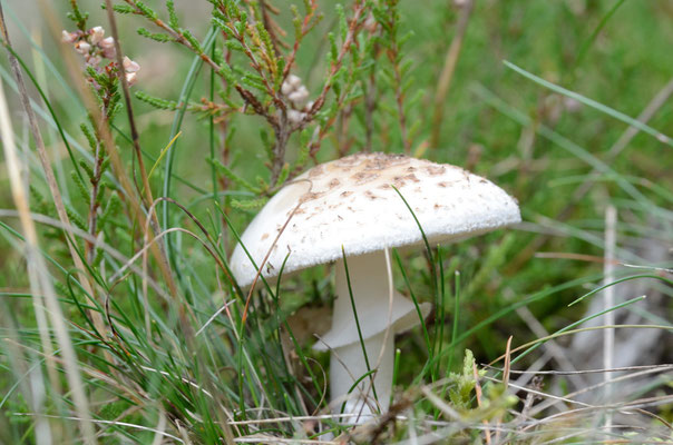 Lamsfeld, Brandenburg 13.09.2014, Parasolpilz