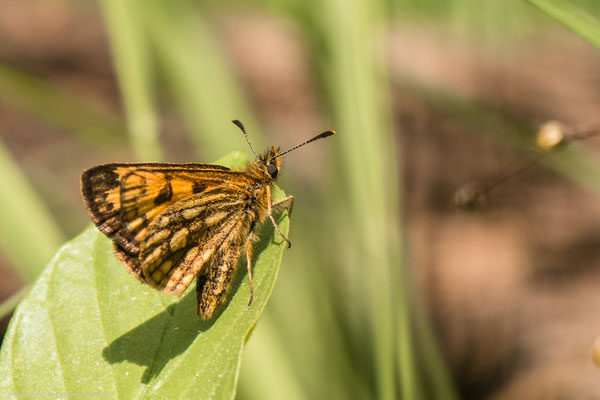 Kreis Oranienburg, 23.05.2016, C.silvicolus