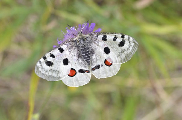 Mühlheim, Bayern 08.07.2014, Parnassius apollo