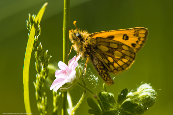 Kreis Oranienburg, 23.05.2016, C.silvicolus
