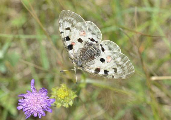 Blaubeuren, B-W 08.07.2011, Parnassius apollo