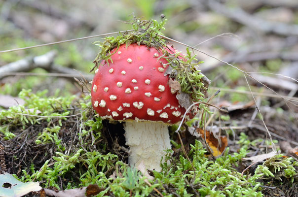 Lamsfeld, Brandenburg 13.09.2014, Fliegenpilz