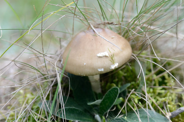 Lamsfeld, Brandenburg 13.09.2014, 