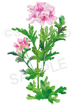 手描きイラスト - illustrator サイトウシノ 手描きイラスト - illustrator サイトウシノ