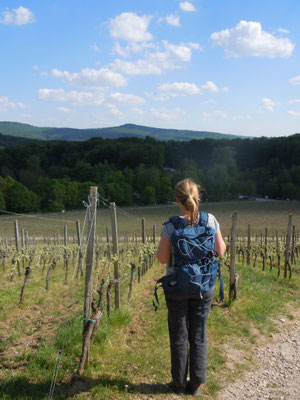 Blick auf die Starkenburg auf dem Heppenheimber Schloßberg (©odenwaldlust.de)