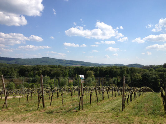 Blick auf den Herrnwingert am Fürstenlager. (©odenwaldlust.de)