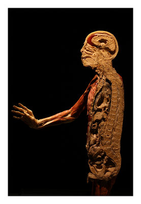 Gunther von Hagens, es un artista y científico alemán . bodies exposición