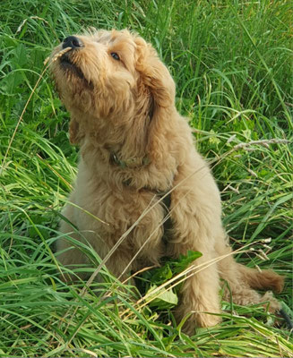 Bruno