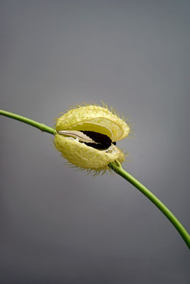 Fotografie, Chorams Blume