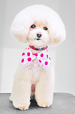 今村モコちゃん