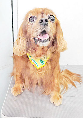 橋口ルビーちゃん