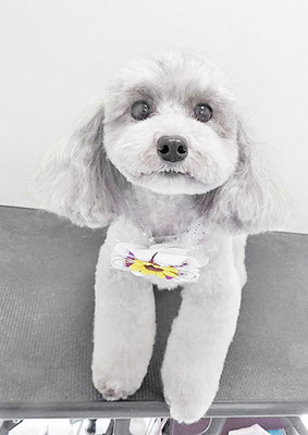 田中ロビンちゃん