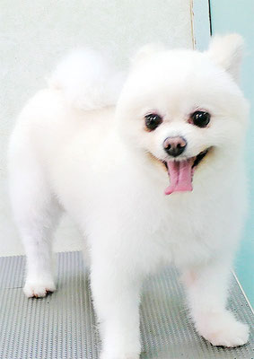 森崎ピュアちゃん