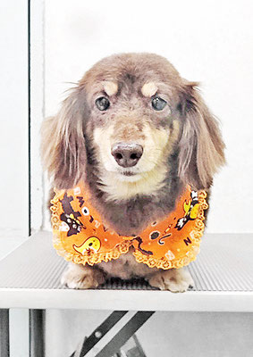 種子島レアちゃん