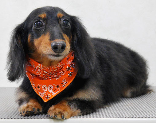 山下マルチョンちゃん