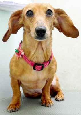 別府モモちゃん