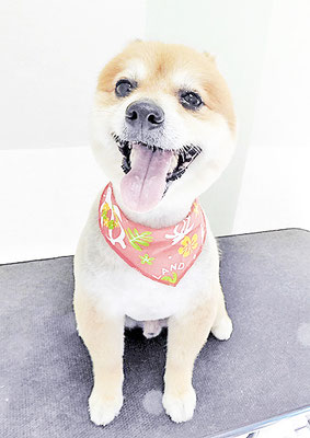 皆元シュワちゃん