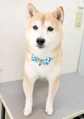 中森ラフちゃん