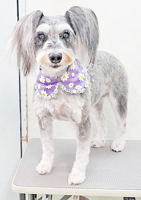 迫田プーちゃん