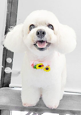 吉本ラピスちゃん