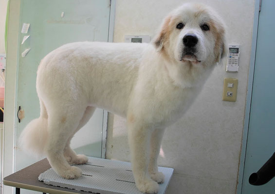 田代メイちゃん