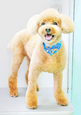 佐多ころんちゃん