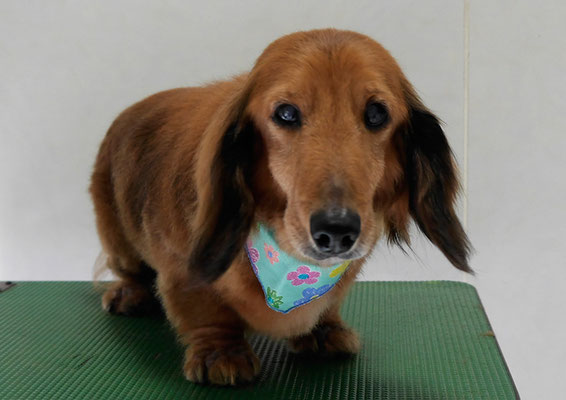 下唐湊モモちゃん