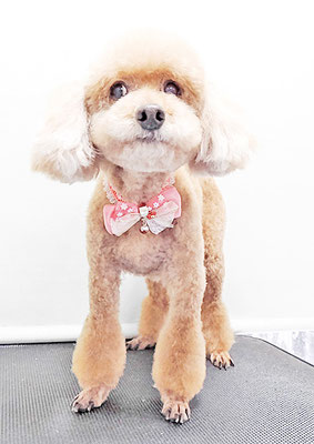 新山モモちゃん