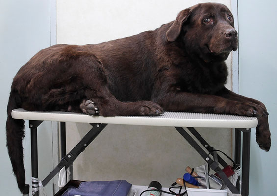 田代チャコちゃん