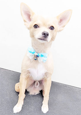 池田リブちゃん