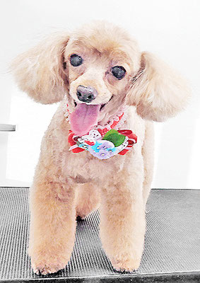 森崎ネネちゃん