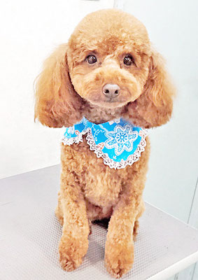 寺園チョコちゃん