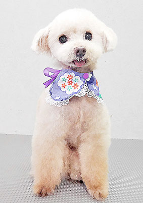 田淵コマロちゃん