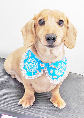 笠間ぶるぼんちゃん