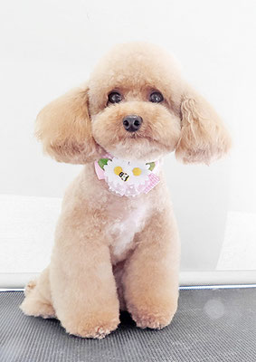 田淵マロンちゃん