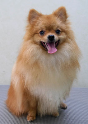 大井ポンタちゃん