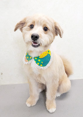 神代きなこちゃん