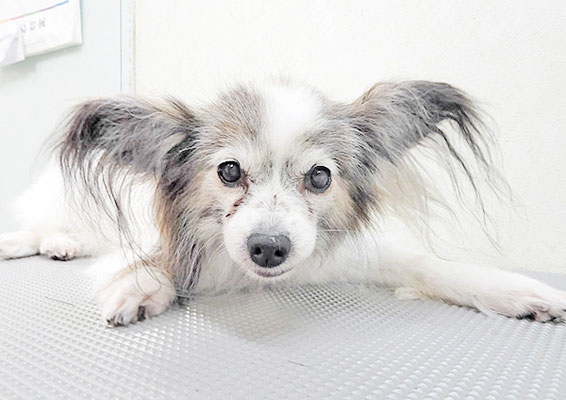 松元ミニーちゃん