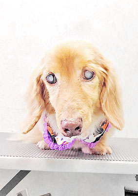 前薗パルちゃん