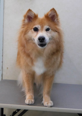 村松ゴンちゃん