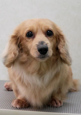 西山アニーちゃん