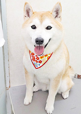 小村ゆずちゃん