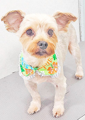 山口ポンズちゃん