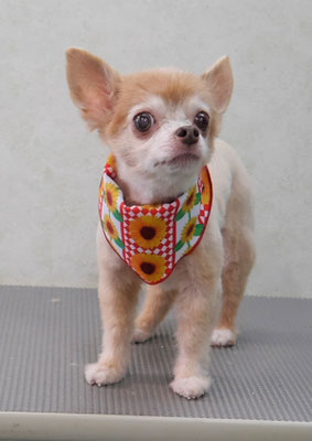 江上ベベちゃん