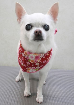 永瀬エルメちゃん