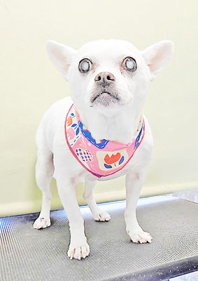 新山ランちゃん