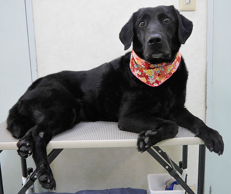 日渡モモコちゃん